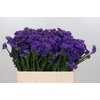 Limonium Navy Sun Birds