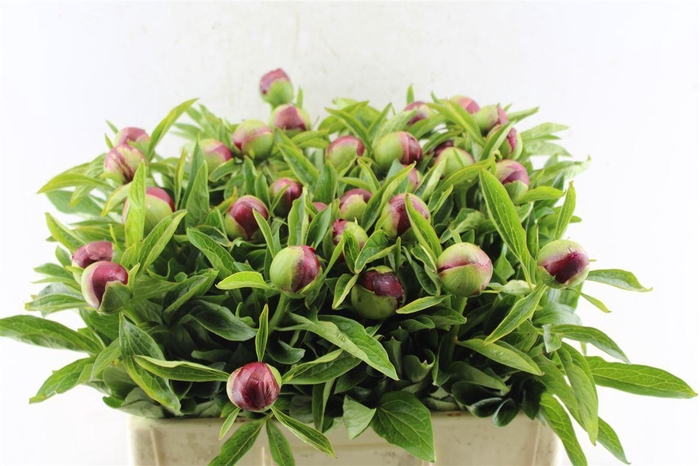 <h4>Paeonia Red Charm</h4>