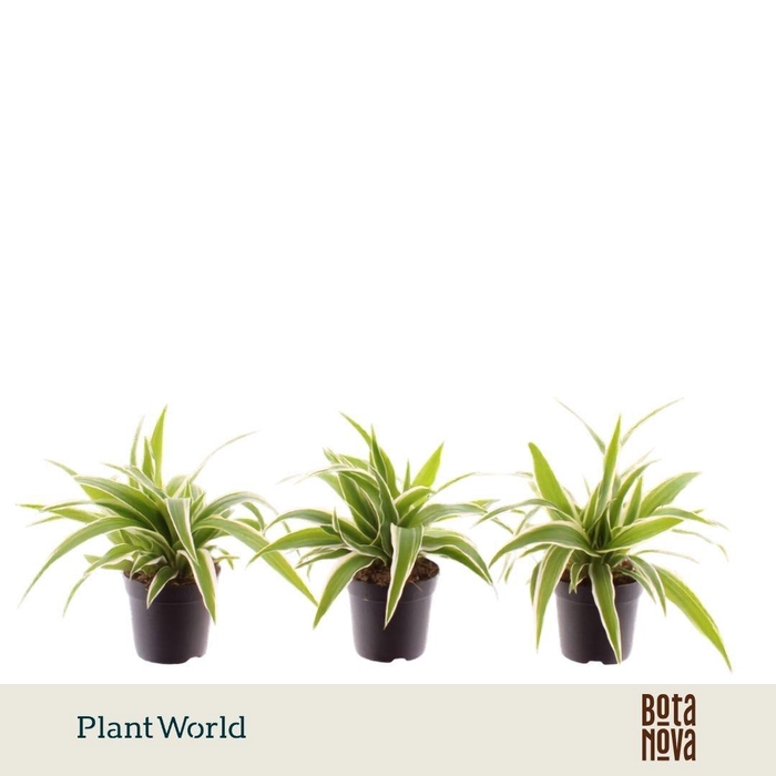 <h4>Chlorophytum Ocean 7 cm</h4>