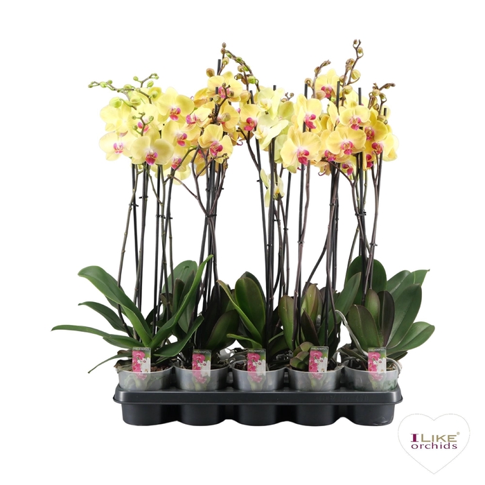 <h4>Phalaenopsis geel - 2 tak 80cm basic</h4>