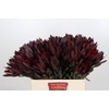 Leucadendron Saf Sunset Dark R.