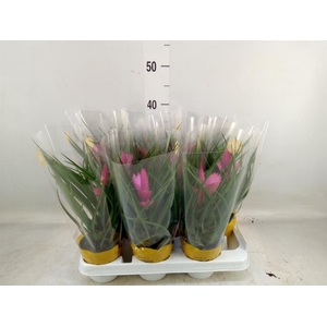 Tillandsia cyanea 'Josee'