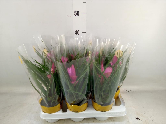 <h4>Tillandsia cyanea 'Josee'</h4>