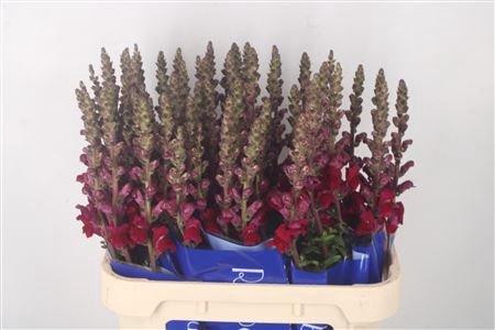 <h4>Antirrhinum Nl. Red Antibes</h4>