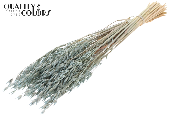 Avena Premium per bunch Frosted Light Blue