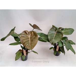 Philodendron Summer Glory 14cm