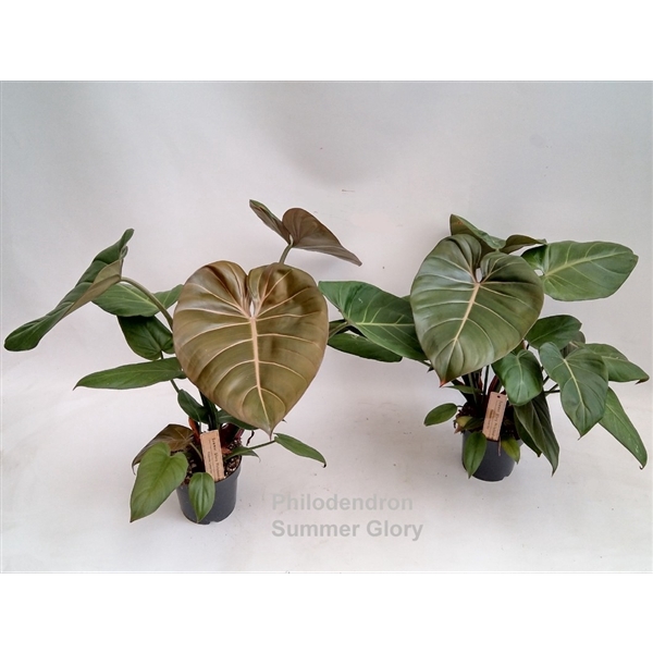 <h4>Philodendron Summer Glory 14cm</h4>