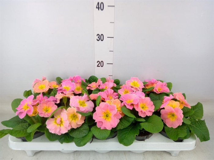 <h4>Primula ac.   ...</h4>