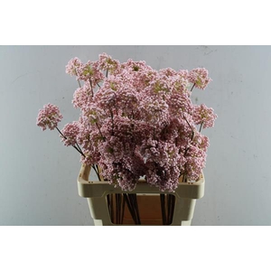 Droog Berrie Tros Licht Rose