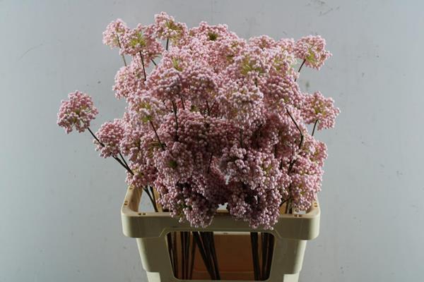 <h4>Droog Berrie Tros Licht Rose</h4>