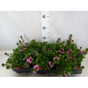 Scaevola  'Surdiva Pink Blue'