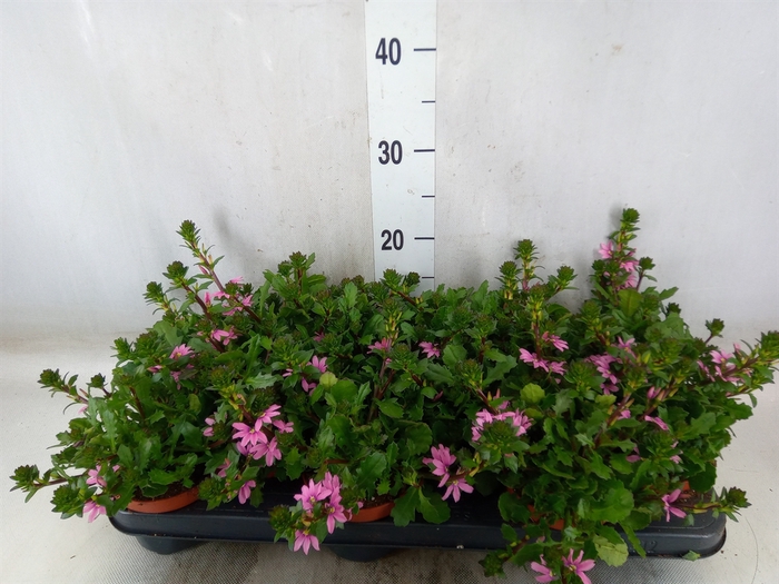 <h4>Scaevola  'Surdiva Pink Blue'</h4>