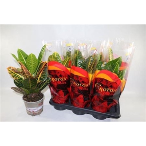 Codiaeum variegatum grootbladig 'Petra'