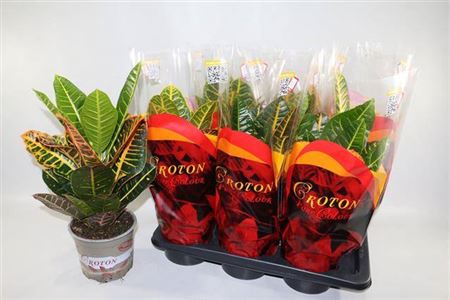 <h4>Codiaeum variegatum grootbladig 'Petra'</h4>