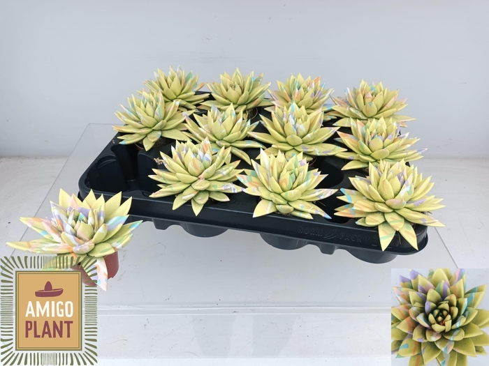 <h4>ECHEV MIRANDA</h4>