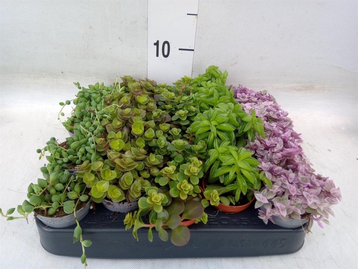 <h4>Planten  ..mix</h4>