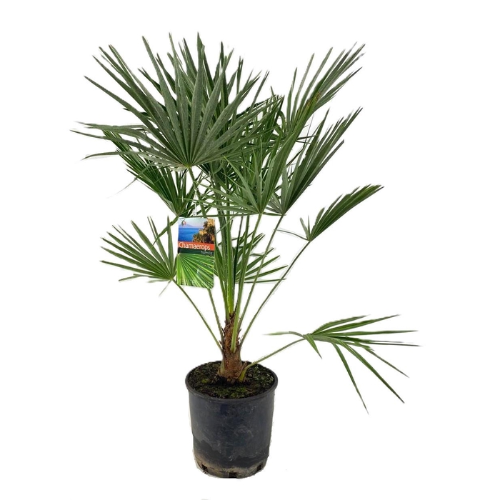 <h4>Chamaerops humilis</h4>