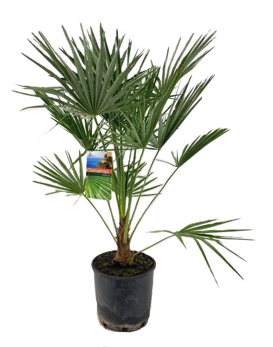 <h4>Chamaerops humilis</h4>