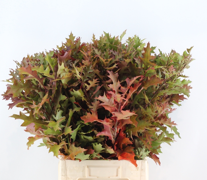 <h4>QUERC PALUSTRIS</h4>