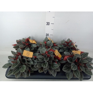 Peperomia caperata 'Santorini'