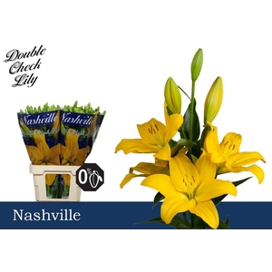 LI LA NASHVILLE 3+