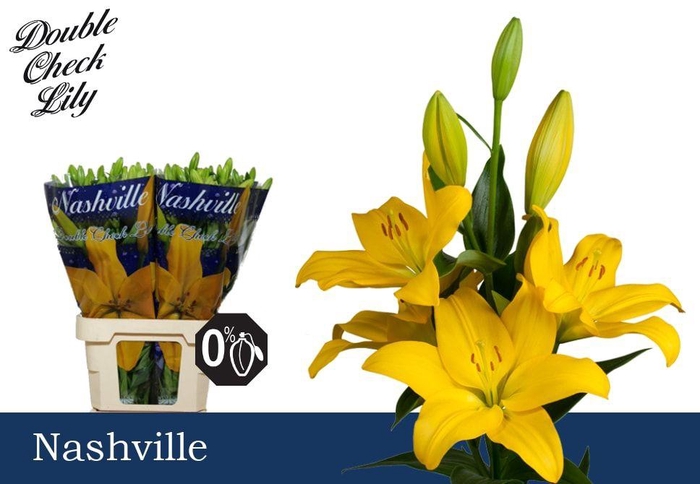 <h4>LI LA NASHVILLE 3+</h4>