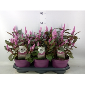 Celosia spic. 'Wild Pink'