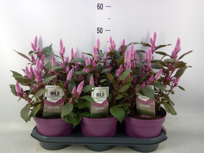 <h4>Celosia spic. 'Wild Pink'</h4>