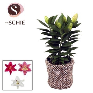 Oriental 13cm Bag NATIVE