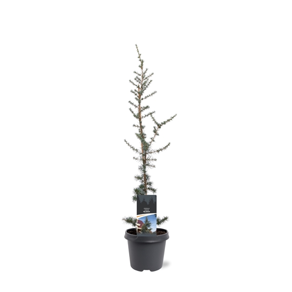 <h4>Cedrus libani 'Glauca'</h4>