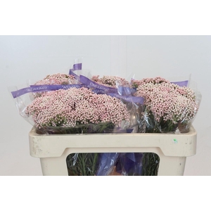 Ozothamnus Cooks Tall Pink