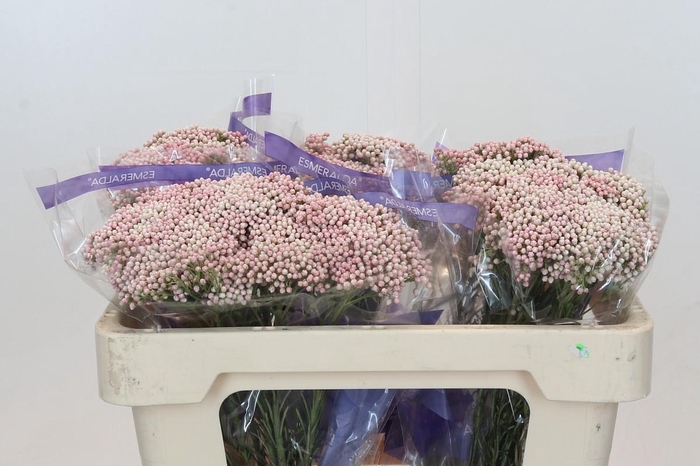 Ozothamnus Cooks Tall Pink