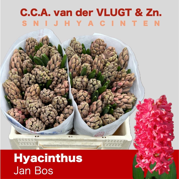 <h4>HYAC JAN BOS</h4>