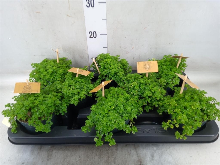 <h4>Pilea depressa</h4>