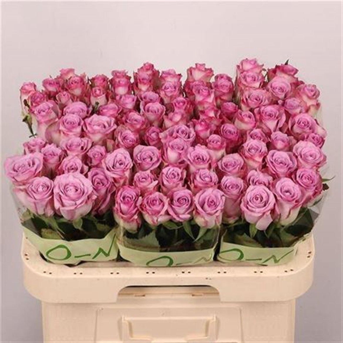 <h4>R Gr Thriller</h4>