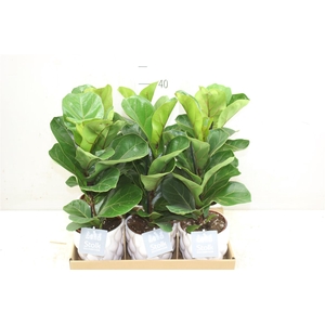 Ficus Lyrata In Ariel Keramiek