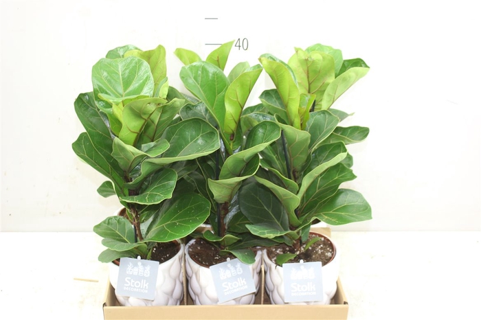 <h4>Ficus Lyrata In Ariel Keramiek</h4>