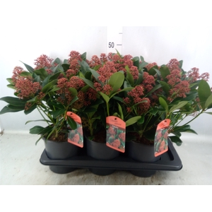 Skimmia jap. 'Rubella'