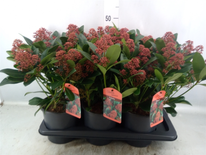 <h4>Skimmia jap. 'Rubella'</h4>