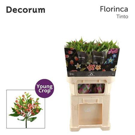 <h4>Alstroemeria Fl Tinto</h4>