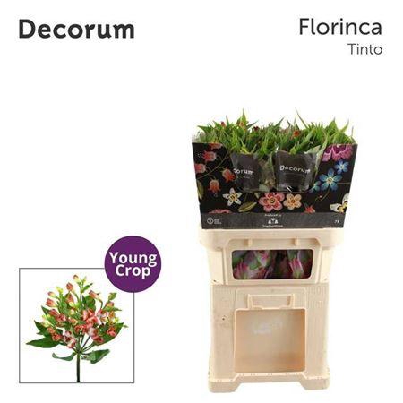 <h4>Alstroemeria Fl Tinto</h4>