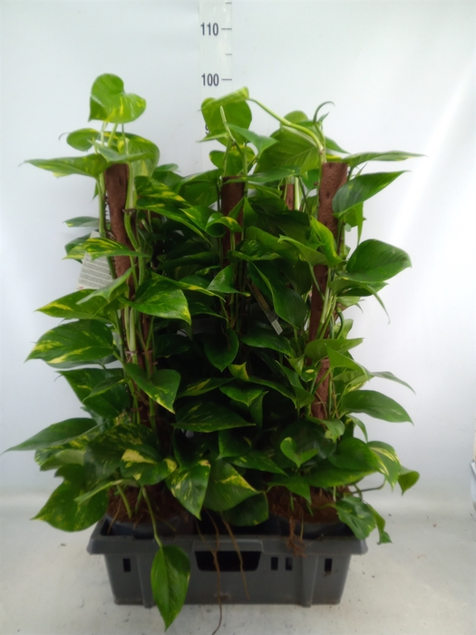 <h4>Epipremnum pinn. 'Aureum'</h4>