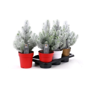 PINUS SILVER CREST