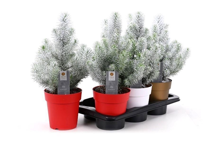 <h4>PINUS SILVER CREST</h4>