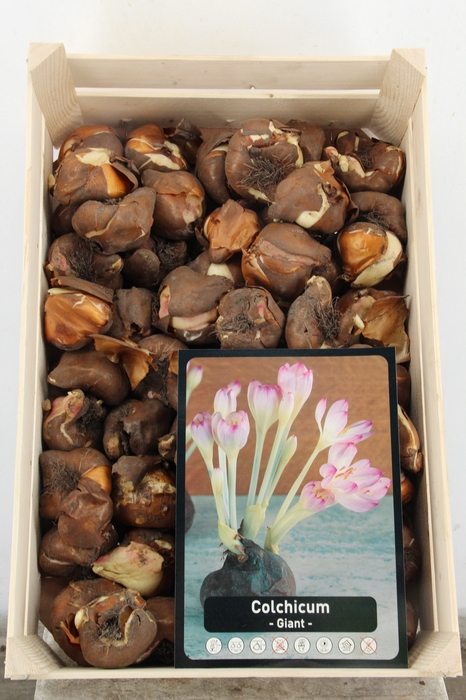 <h4>BOL COLCHICUM X60</h4>