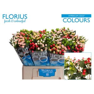 HYP COCO COLOURS GEM