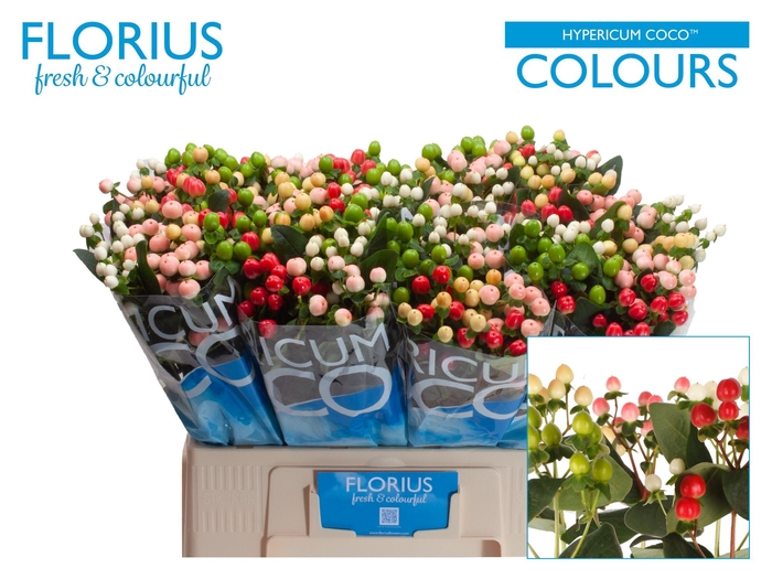 <h4>HYP COCO COLOURS GEM</h4>