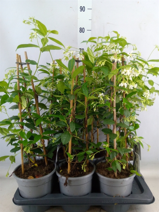 <h4>Trachelospermum jasm.</h4>
