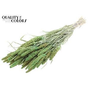 Gierst per bunch Bleached Light Green