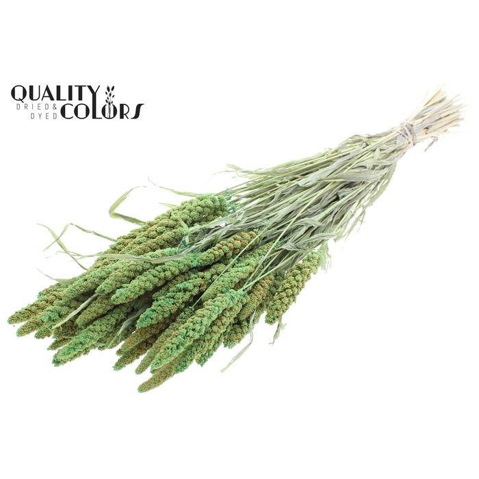 <h4>Gierst per bunch Bleached Light Green</h4>